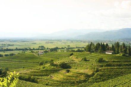 Degustazione e tour dei vini del Collio