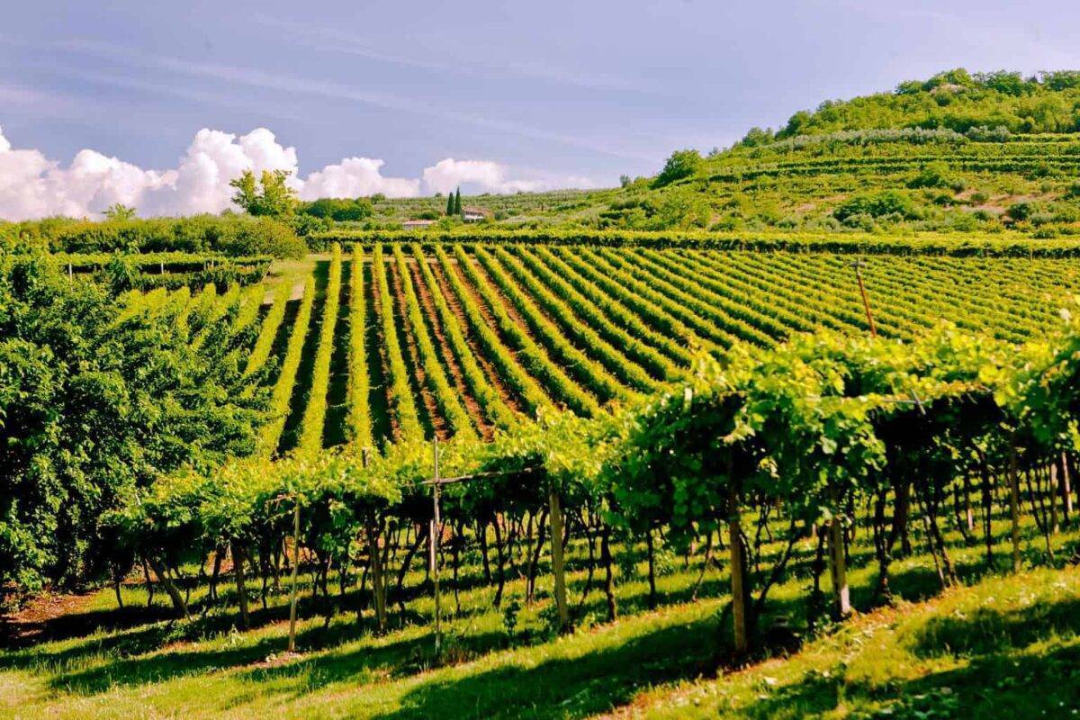 Valpolicella tra itinerari naturali e del gusto