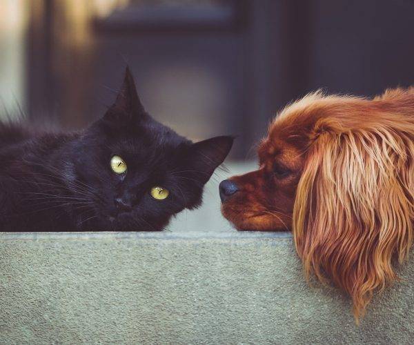 I consigli per cane e gatto in estate