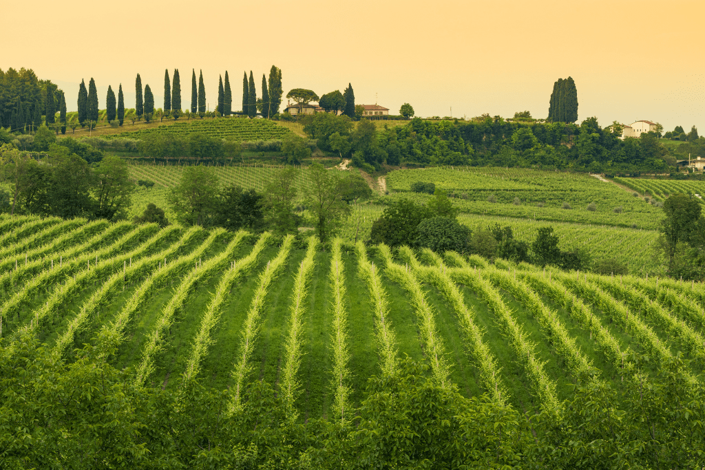 Non solo vino: Il cammino del prosecco tra natura e borghi storici